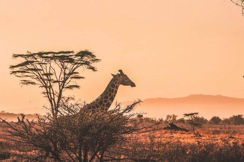 Nigeria travel savanna sunset